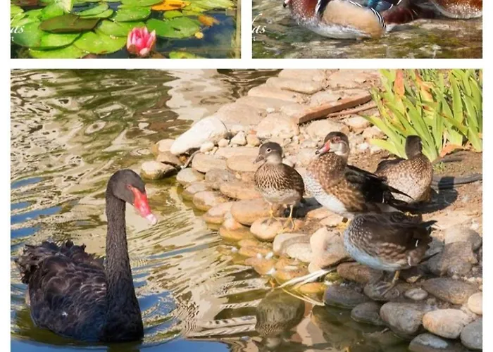 Cascadas Family Pool View 阳光海滩